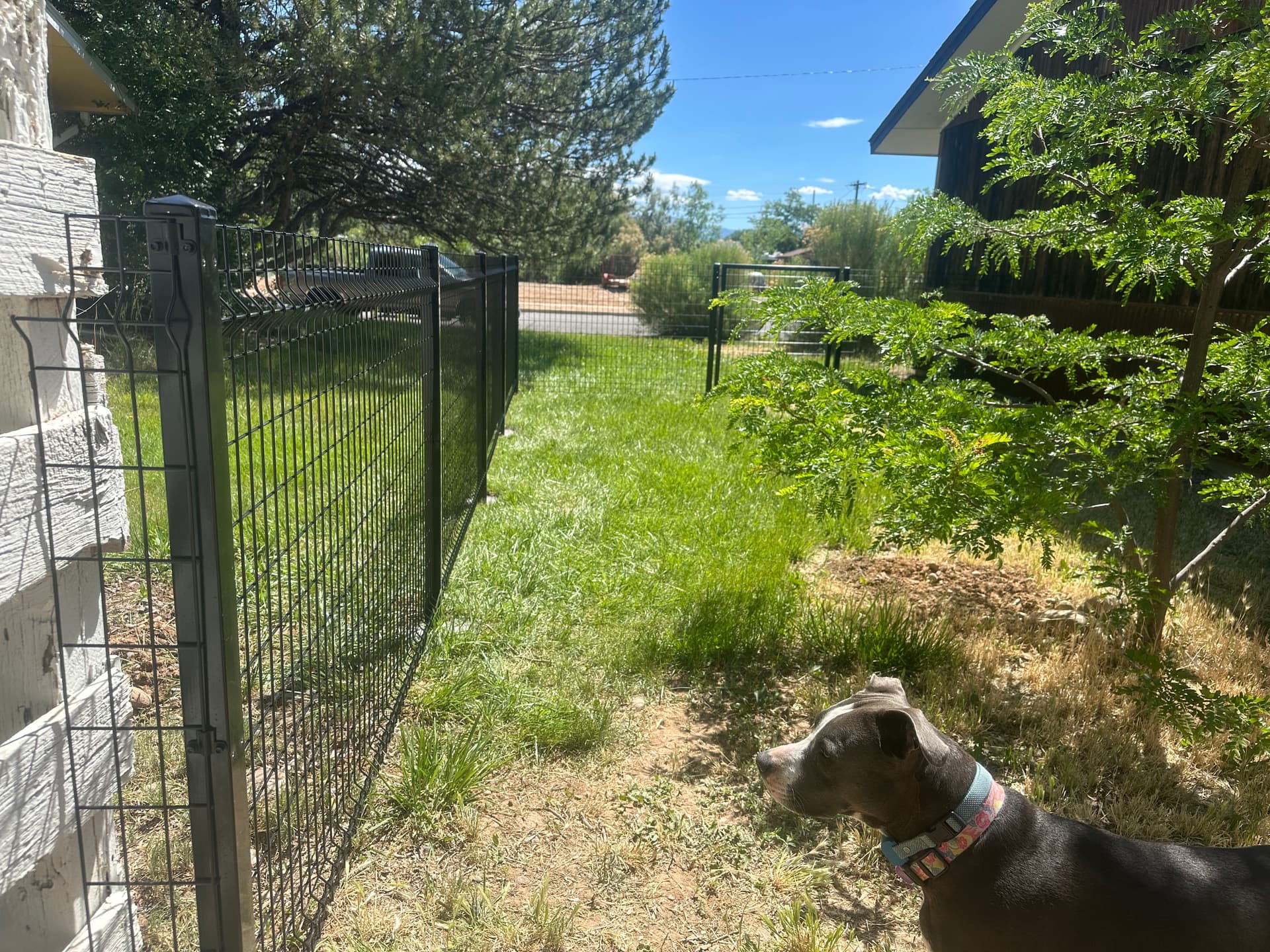Gallery photos for Modern Black Welded Wire Fence with Gates Installed: Image #3